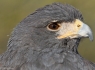 Harris Hawk (Parabuteo unicinctus)