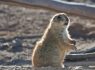  Prairie Dog (Cynomys)