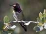  Calliope Hummingbird (Stellula calliope)