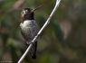 Calliope Hummingbird (Stellula calliope)