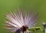 Fairy Duster (Calliandra eriophylla)