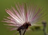 Fairy Duster (Calliandra eriophylla)