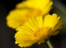 Desert Marigolds (Baileya multiradiata) #1 of 3