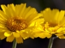 Desert Marigolds (Baileya multiradiata) #2 of 3