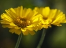 Desert Marigolds (Baileya multiradiata) #3 of 3