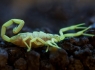 Arizona Bark Scorpion (centruroides sculpturatus)