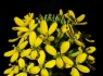 Blooming Yellow