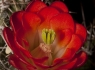 Cactus in Bloom