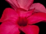 Crimson Star Adenium Bloom
