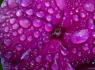 Flower Droplets