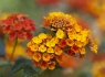 Desert Sunset Lantana