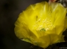 Prickly Pear Blossom