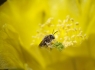 Prickly Pear Bee