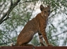 Bobcat (Lynx rufus) ·