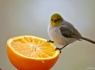 Avian/Bird Photo Gallery